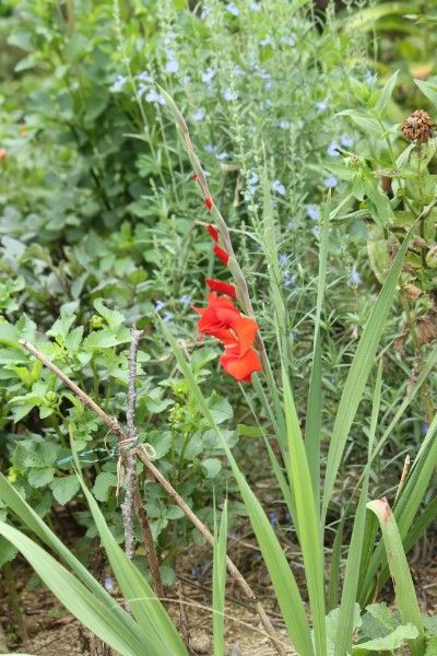 荒れ地の赤い花