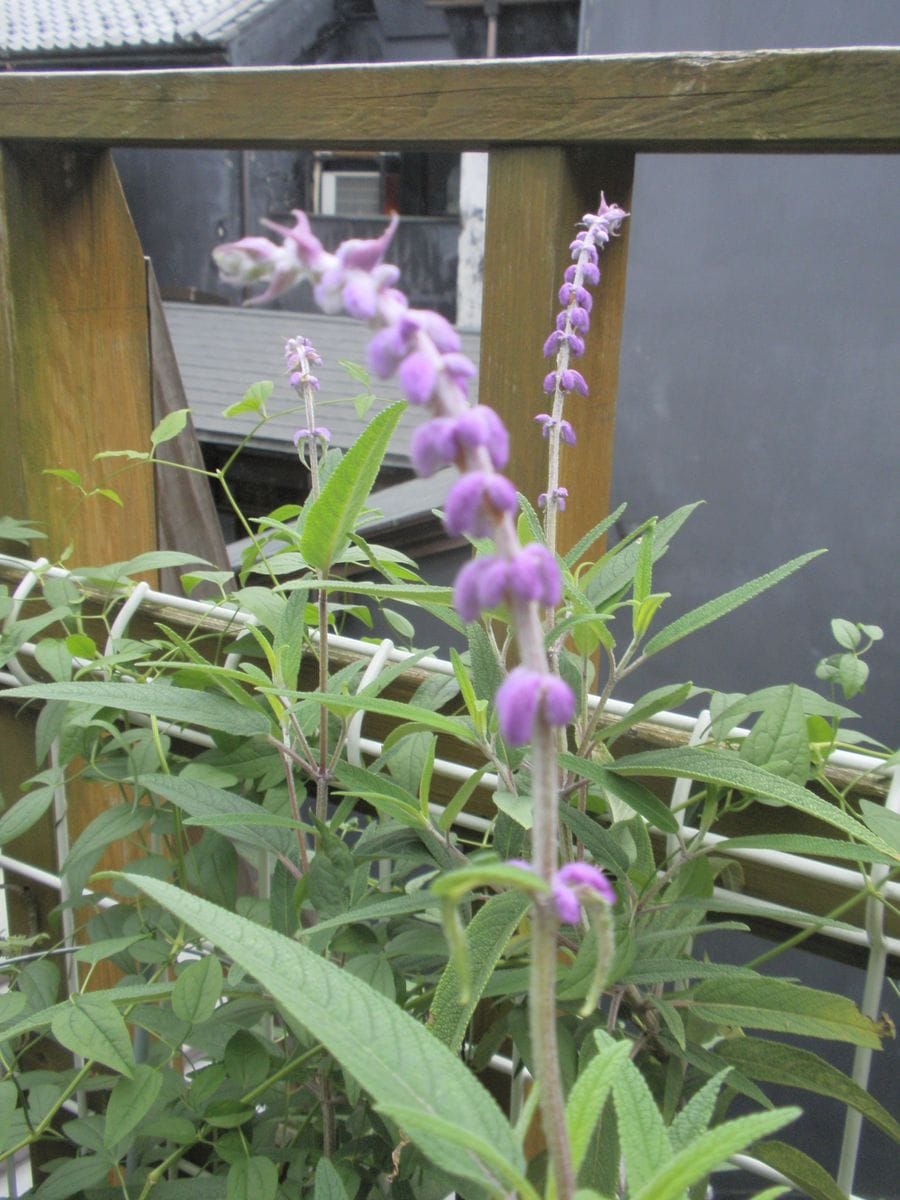 9月の花タマスダレ