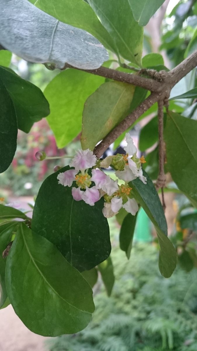 アセロラの花、きれいな螺旋、サボちゃま