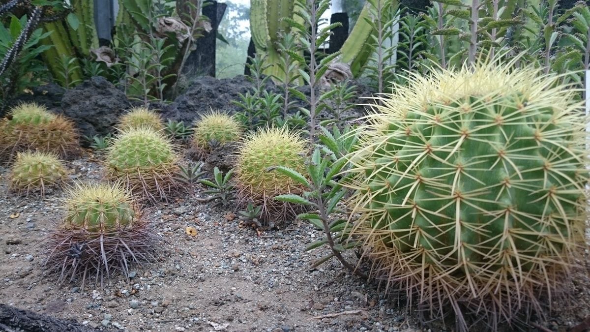 アセロラの花、きれいな螺旋、サボちゃま