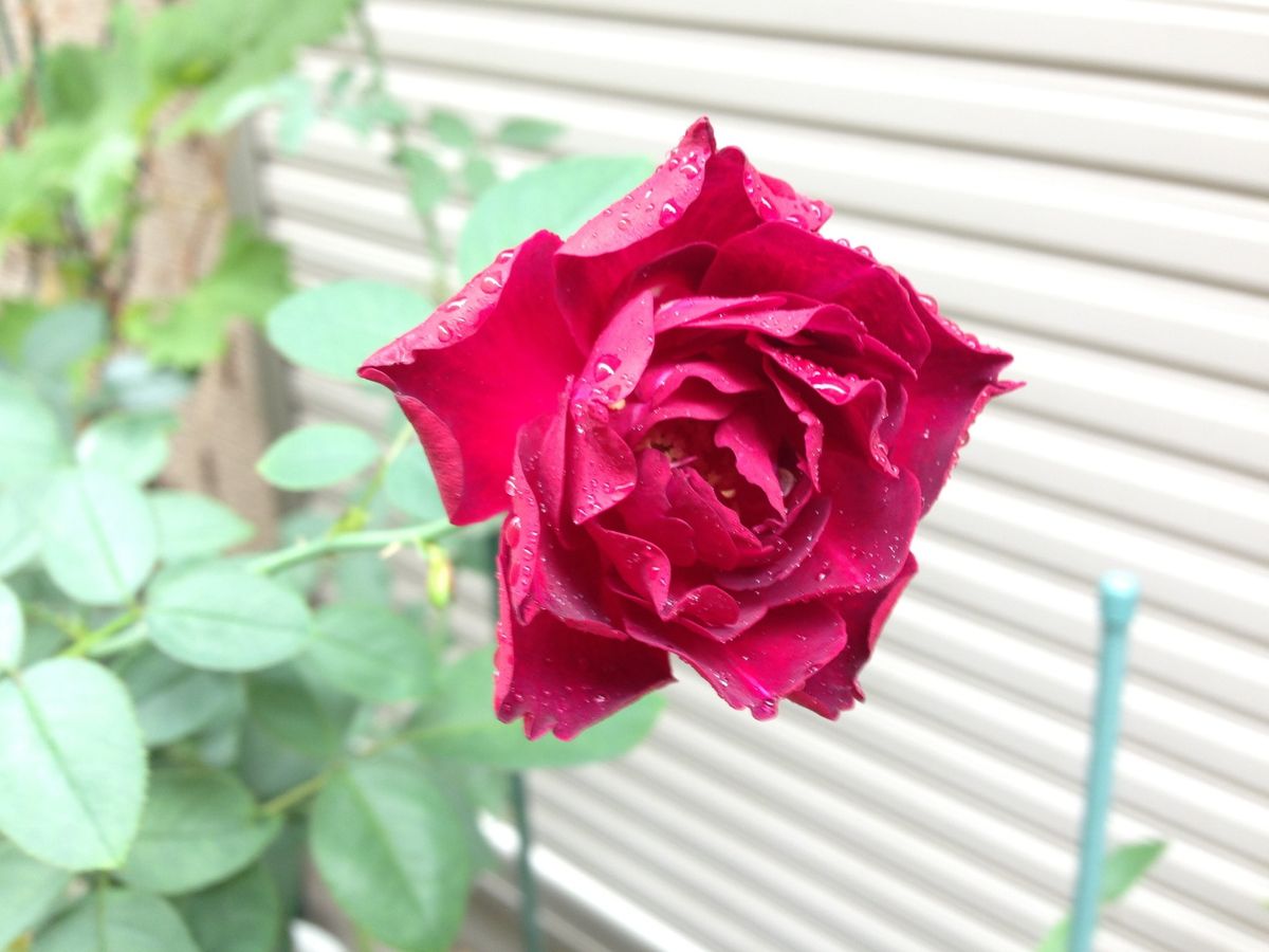 今日も雨