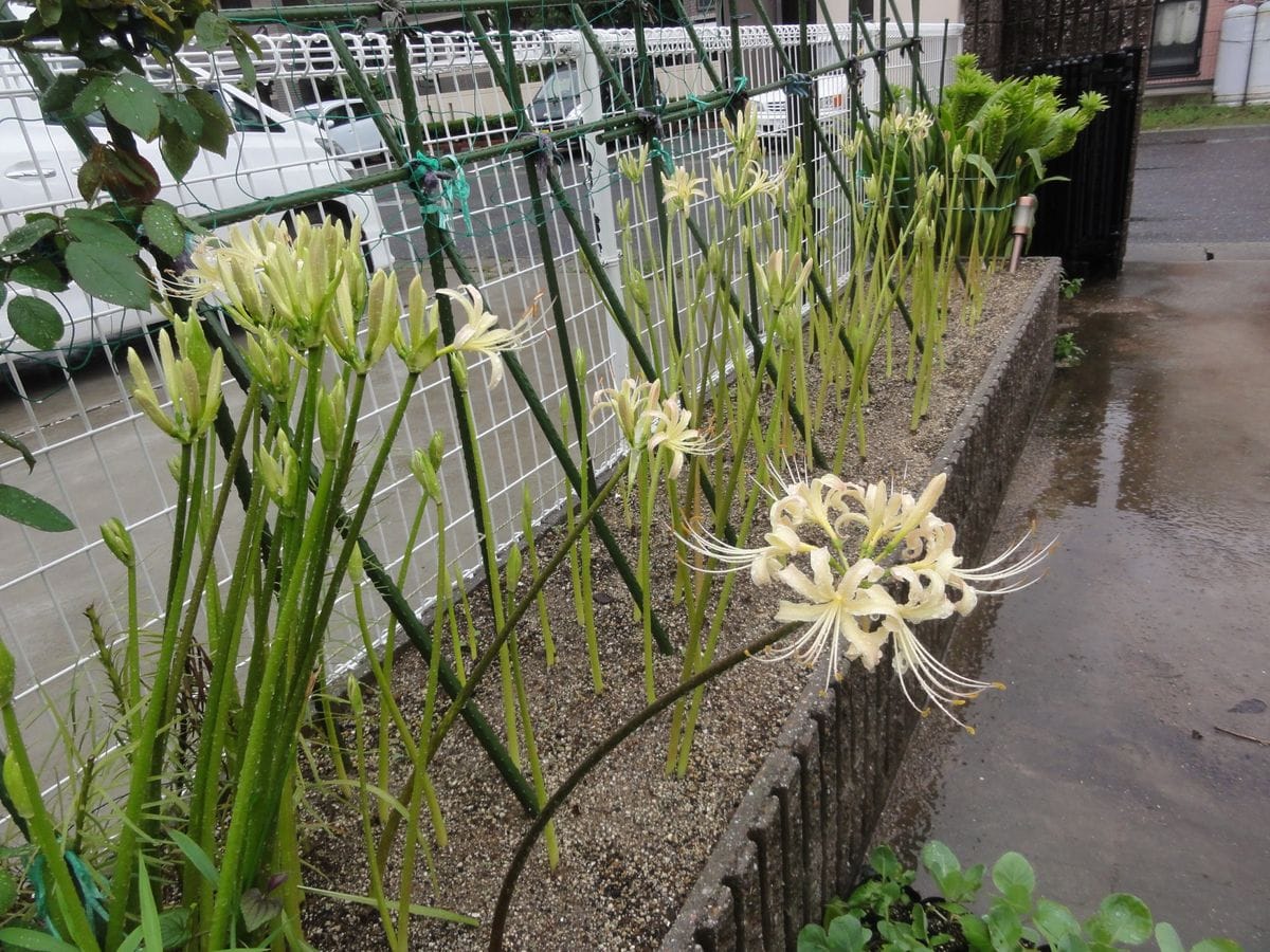 リコリスの花壇