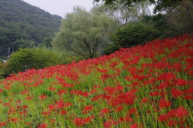 彼岸花群落