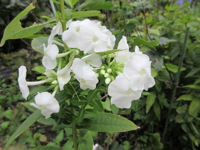 ２本目３本目にも花芽（ジンジャー）