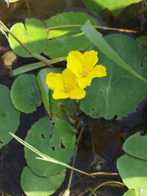 ちょっと興奮アサザの花