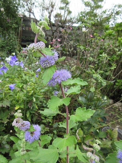 くねくね段菊