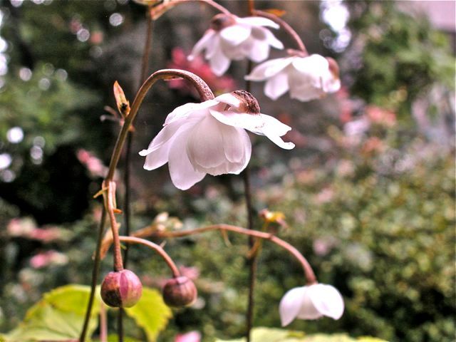 花が散る前に