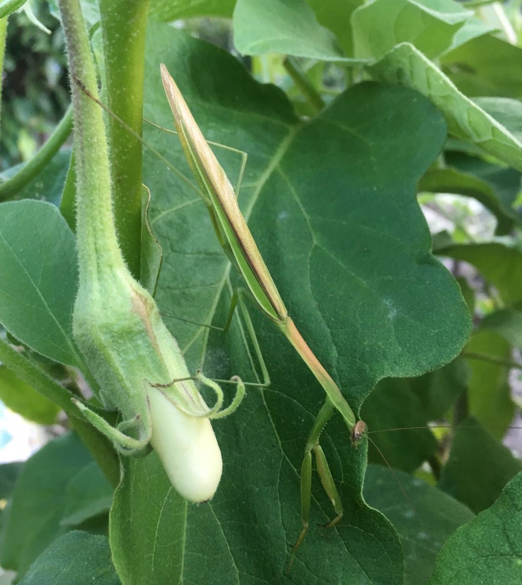 おはぎ（③はカマキリ）