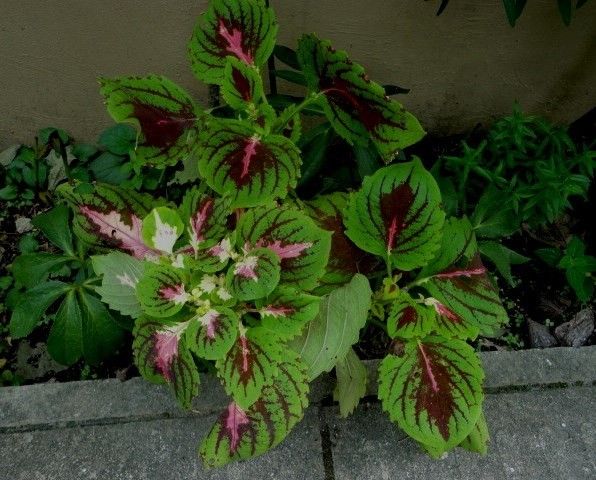 今年のコリウスと日日草はこれを選びました。