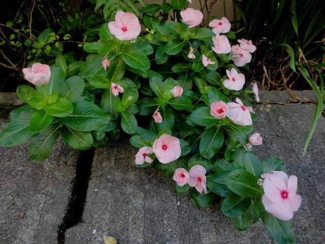 今年のコリウスと日日草はこれを選びました。