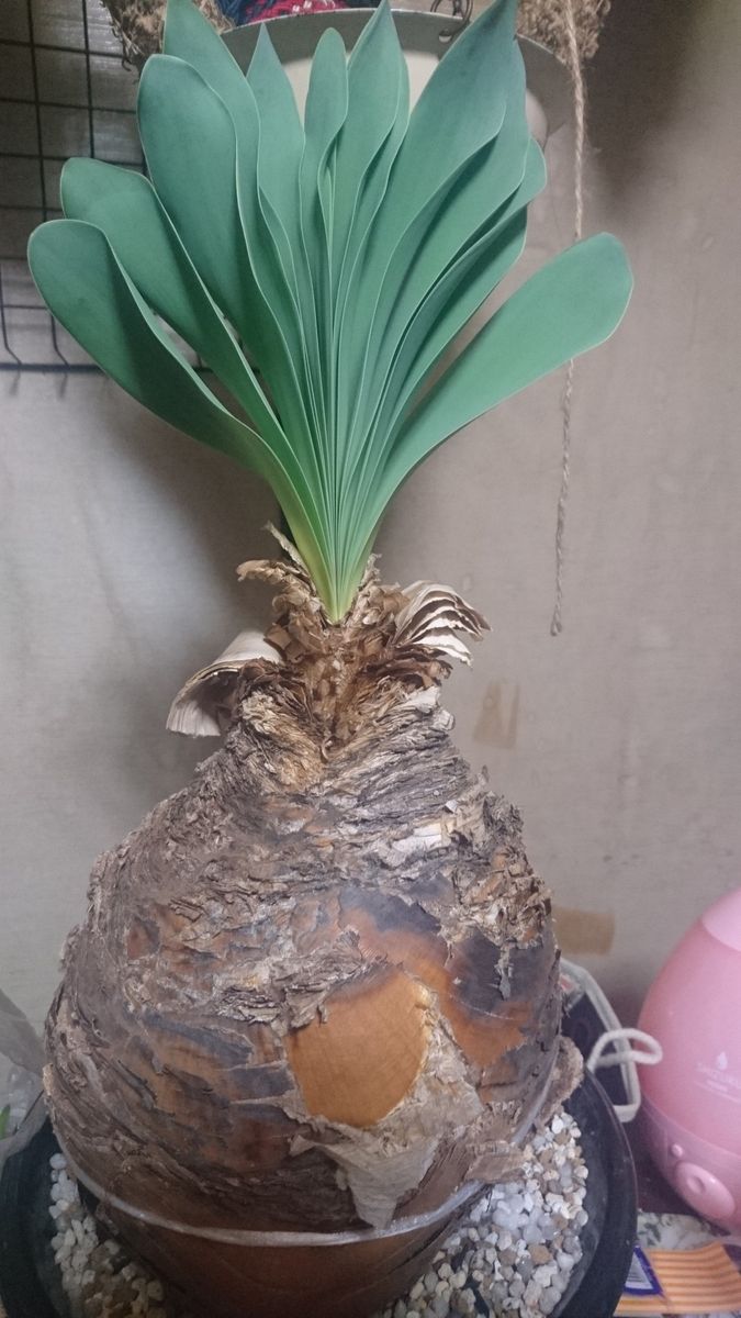 パキポから冬型植物へ