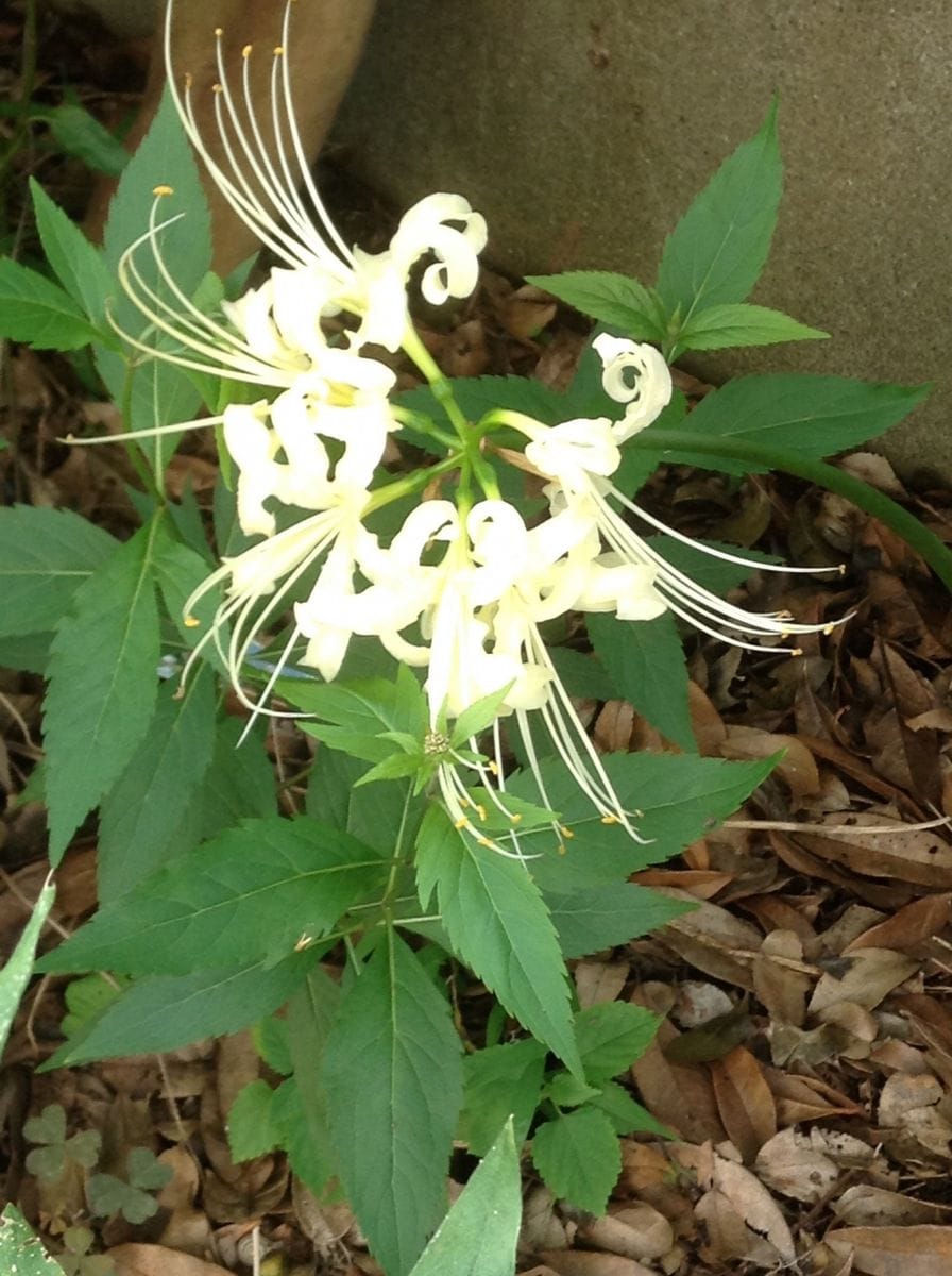 やっと咲きました！白花彼岸花