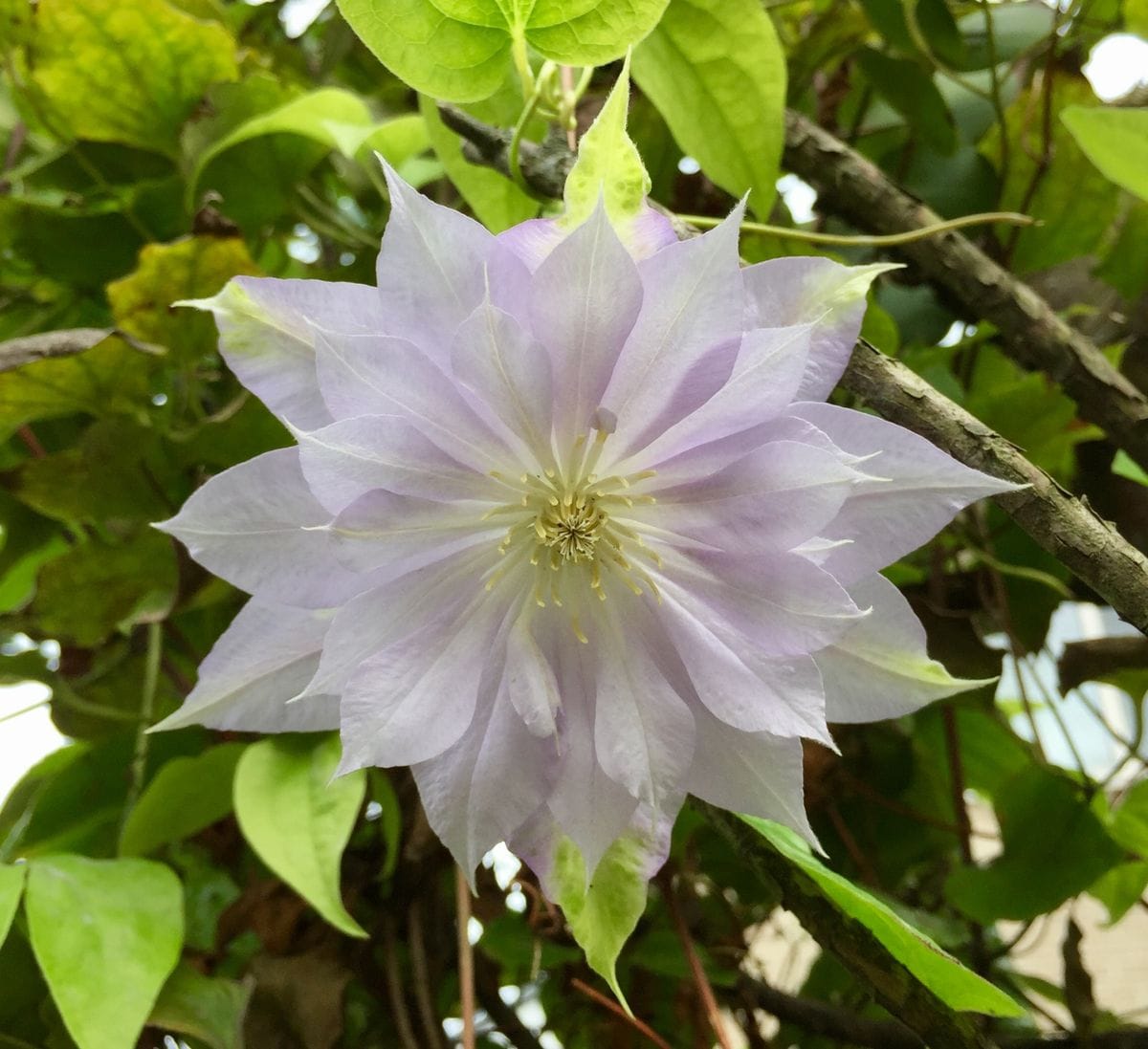 ベルオブウォーキングの2番花♪