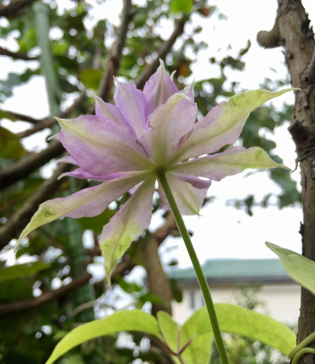 ベルオブウォーキングの2番花♪