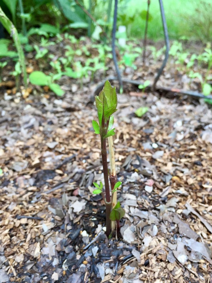 ベルオブウォーキングの2番花♪