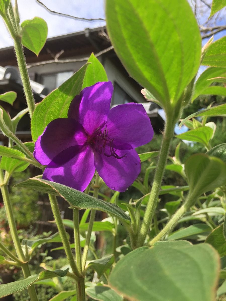 今日の花