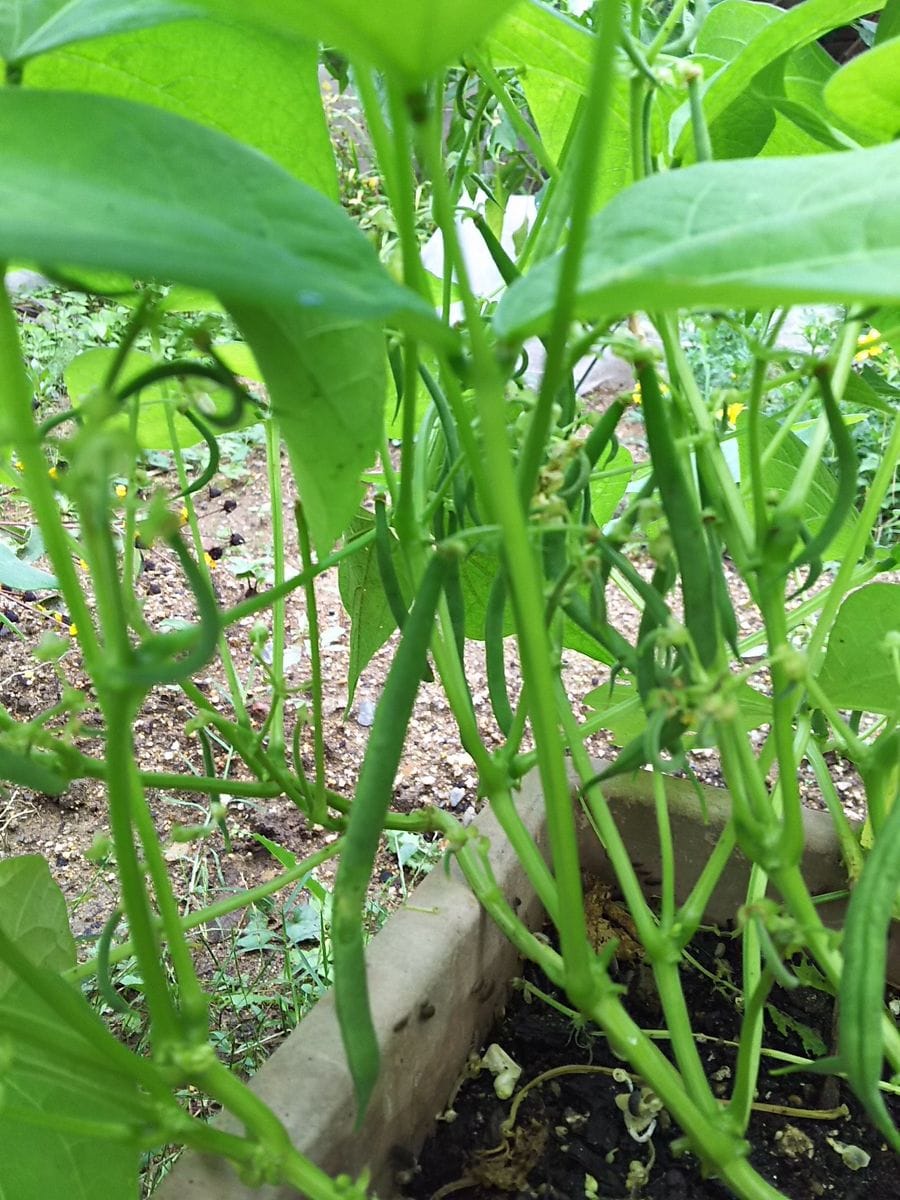 野菜たちは…