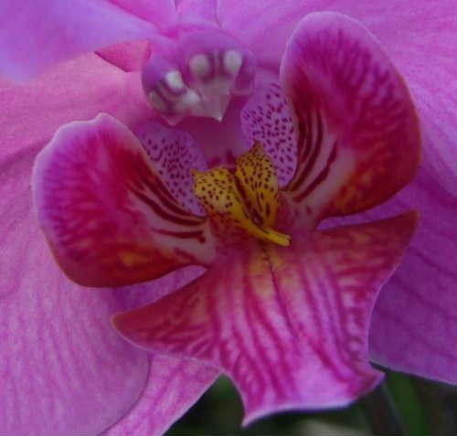 蕊柱が癒着したコチョウランのお花