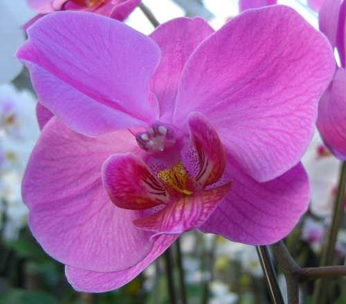 蕊柱が癒着したコチョウランのお花