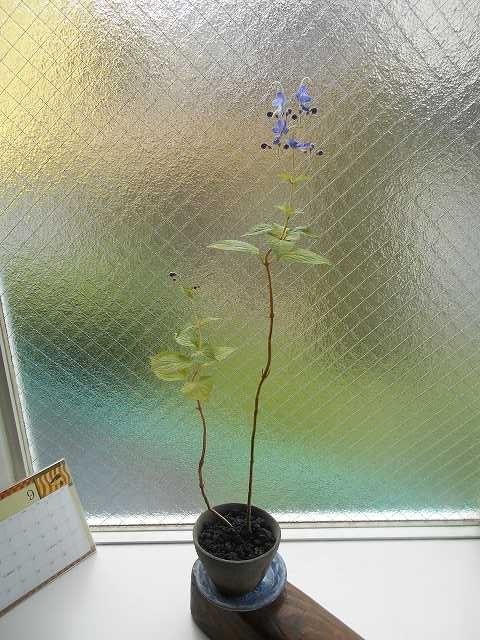 段　菊