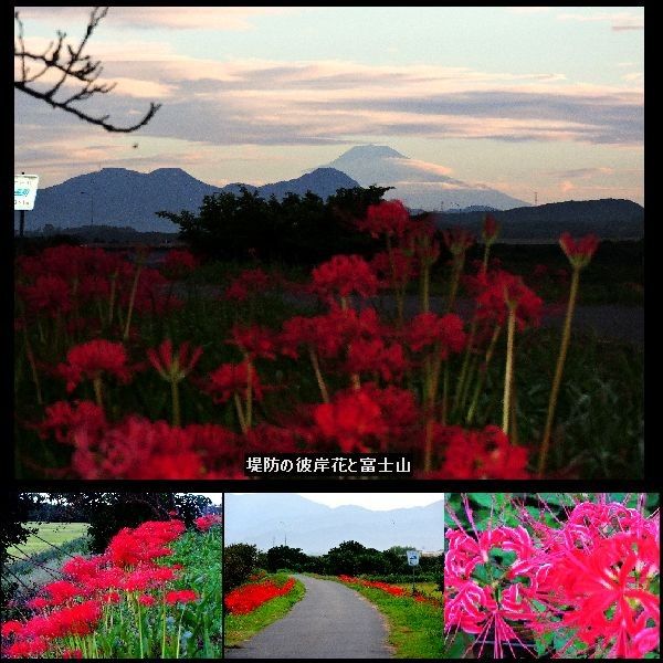 彼岸花と富士山。ウォーキングMS④232日目(1327日目)