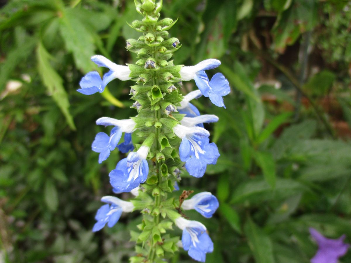 この世の花