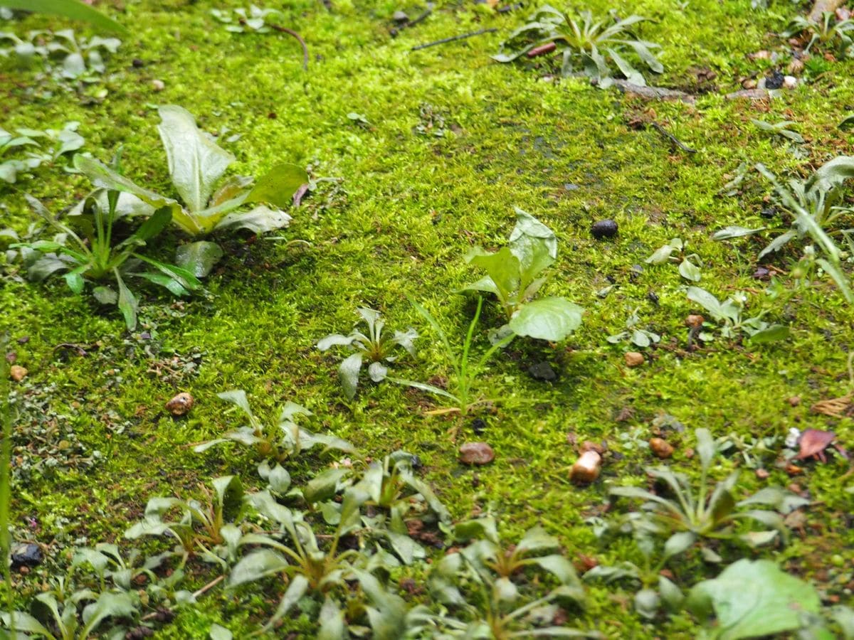 苔の除草