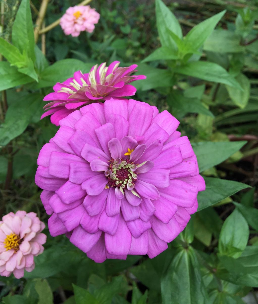 今日の花