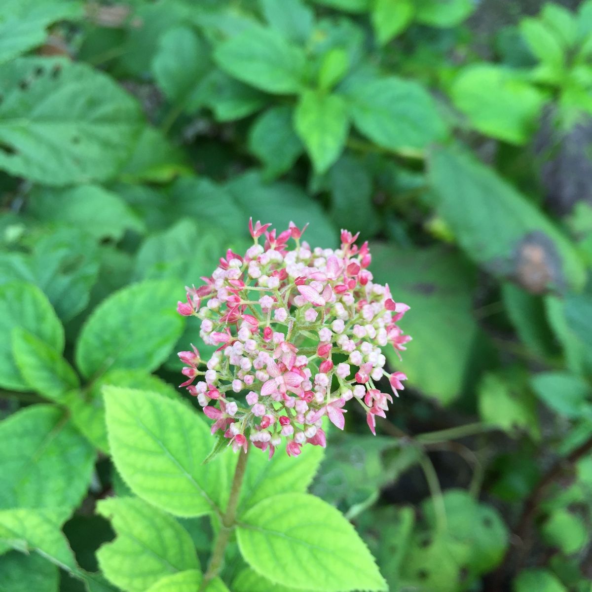 バラ以外のお花達♪