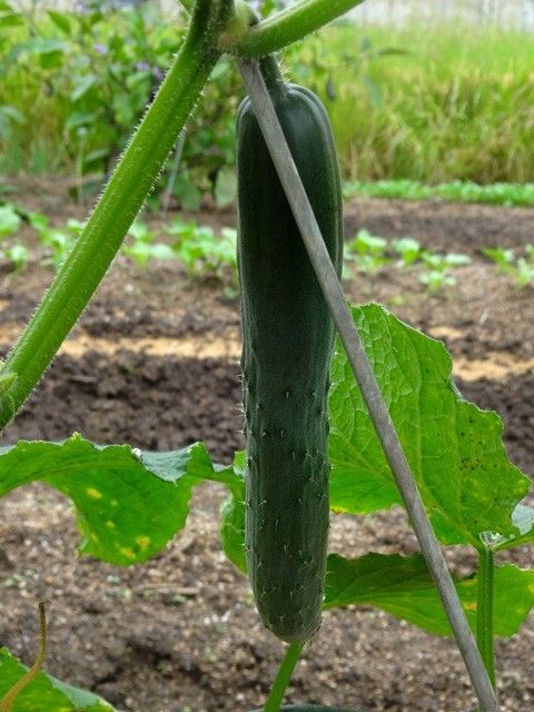 まだまだ夏野菜