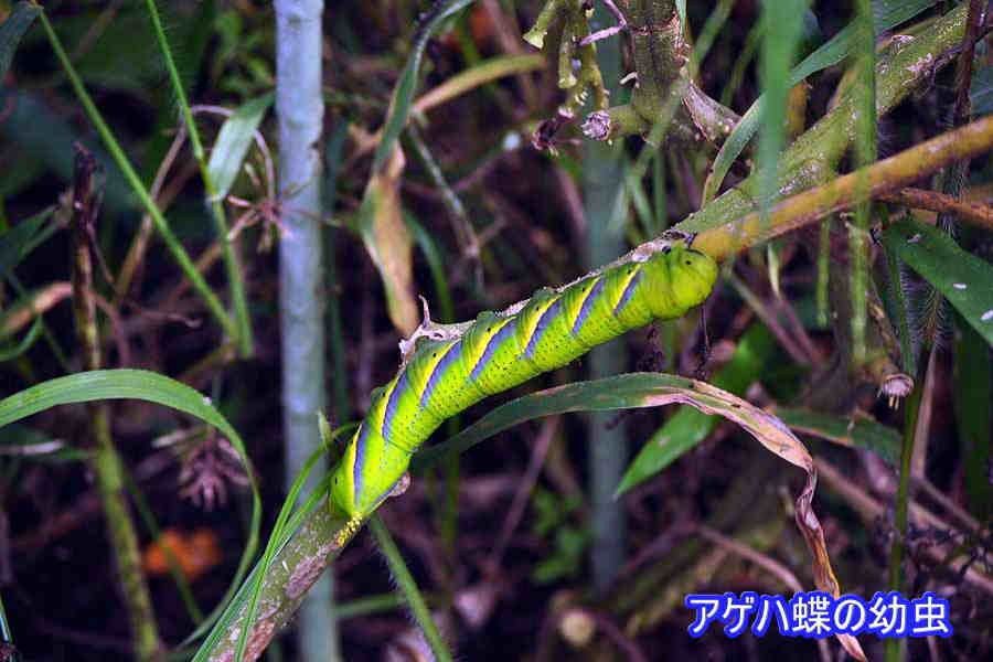 菜園に来る蝶