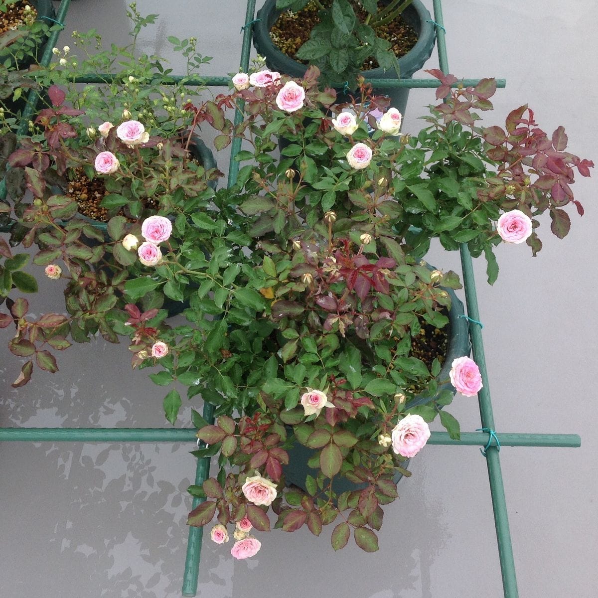 屋上の鉢バラ…「ミミエデン」‼️