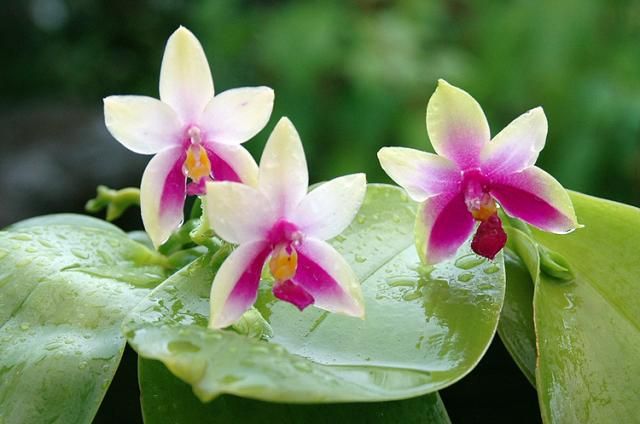 雨後の花達