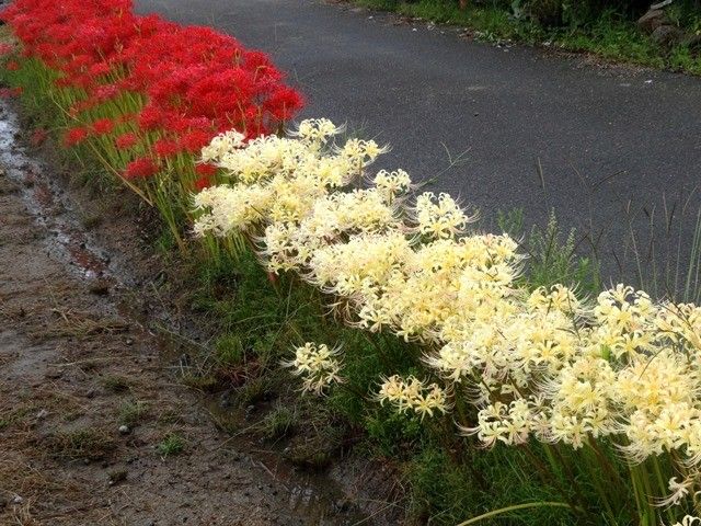 紅白の彼岸花