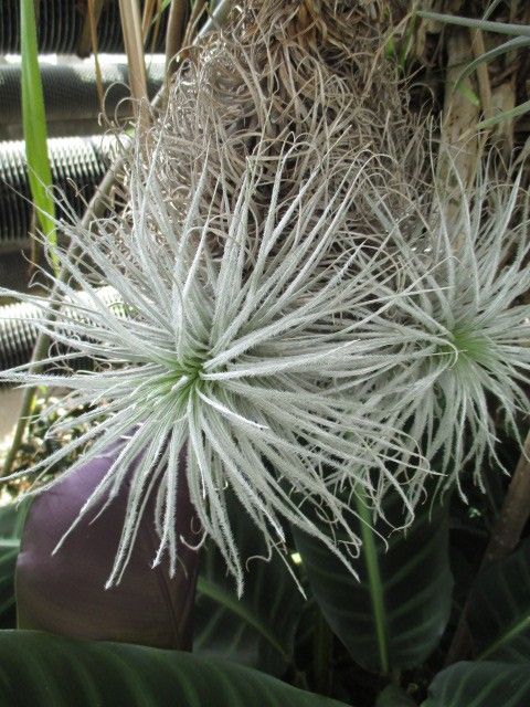 9月終わりの植物園で…。