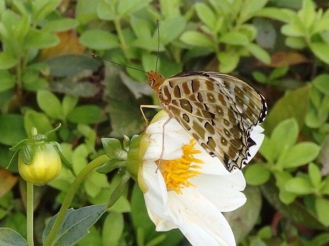 チョウチョ？と蝶？( ^ω^ )