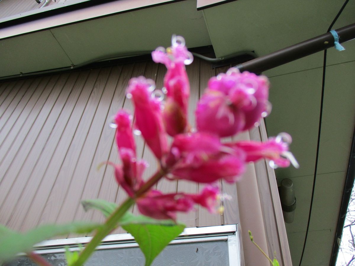 お気に入りの花