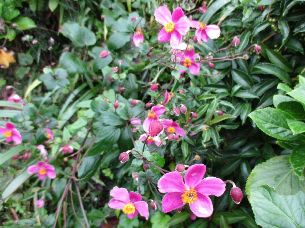 お気に入りの花