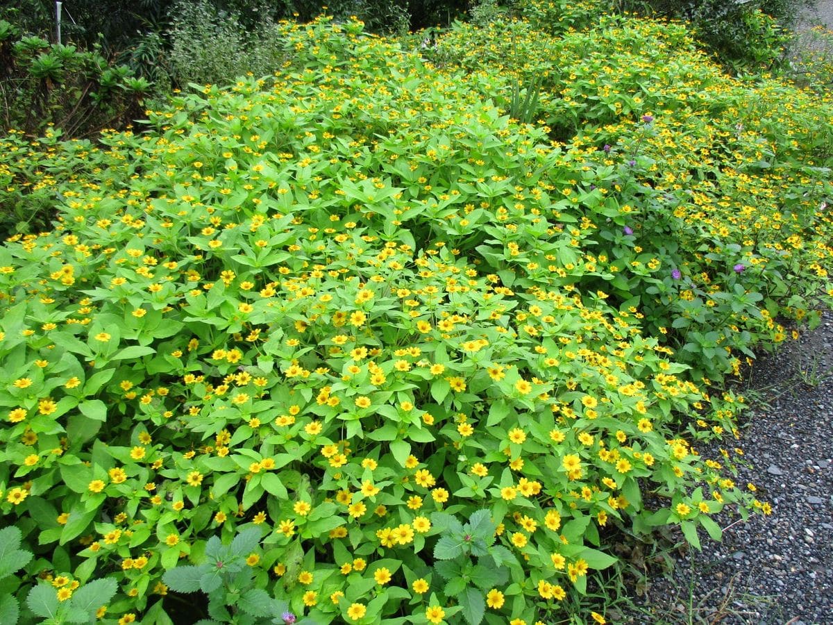 お気に入りの花