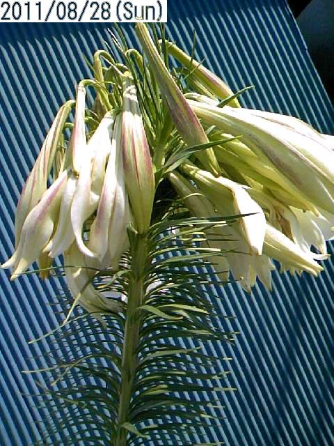 帯化タカサゴユリ開花