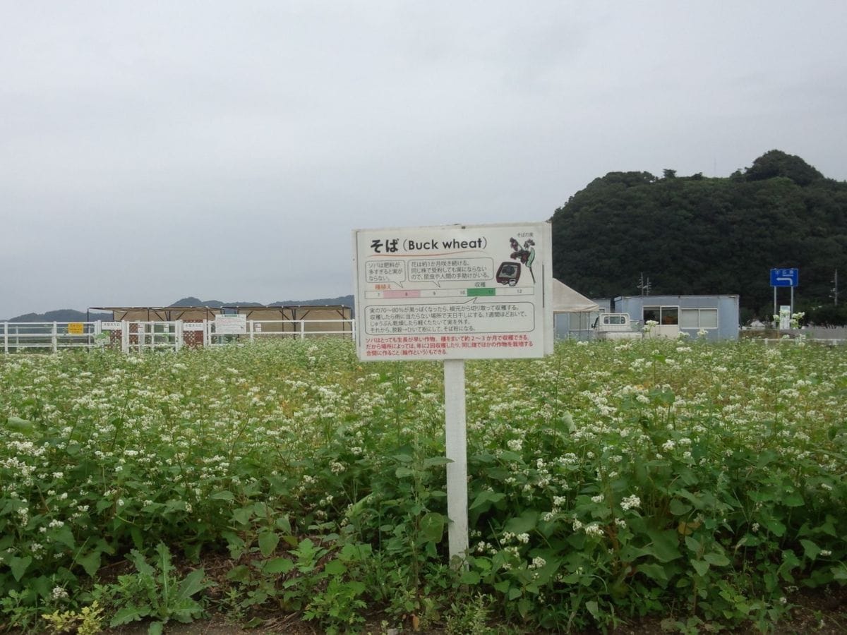 手打ち蕎麦を食す