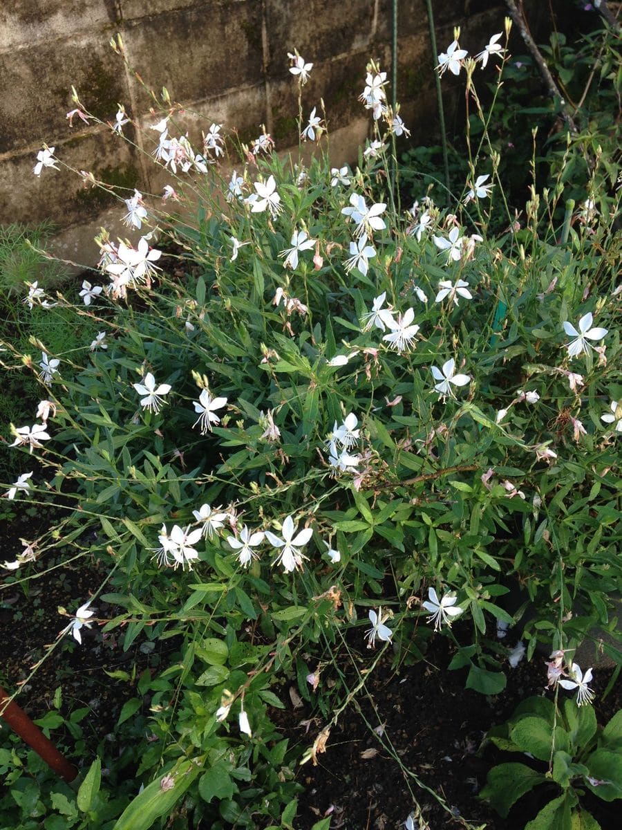 どんなお花が咲くのかな？