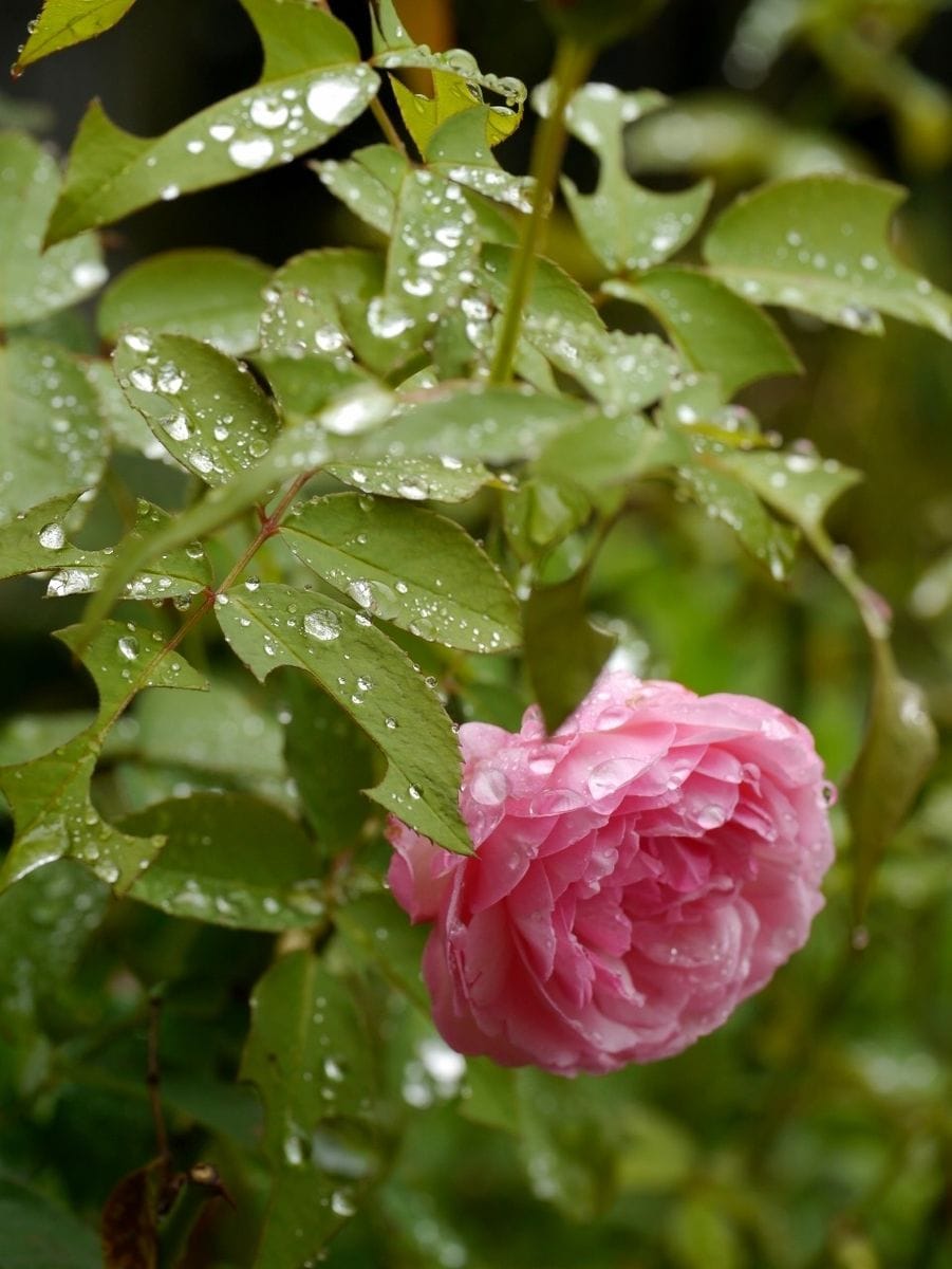 昨日は晴れ　今日は雨