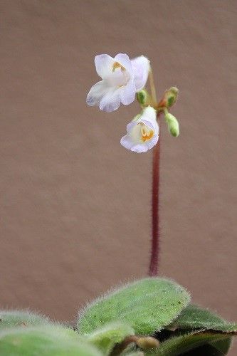 イワタバコ科