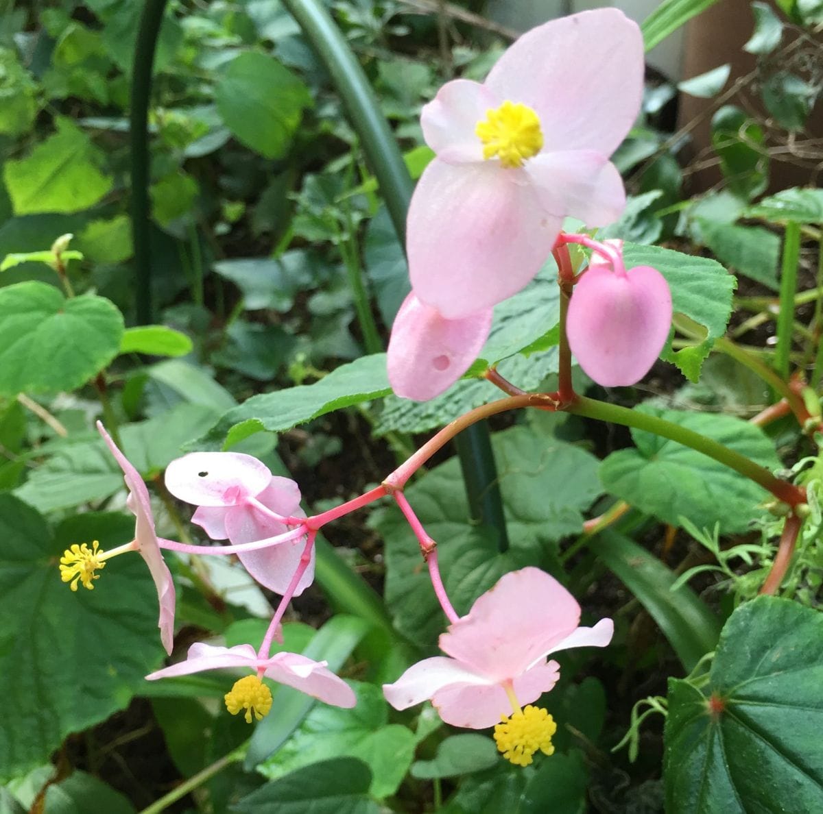 ベコニアにはまってます💕