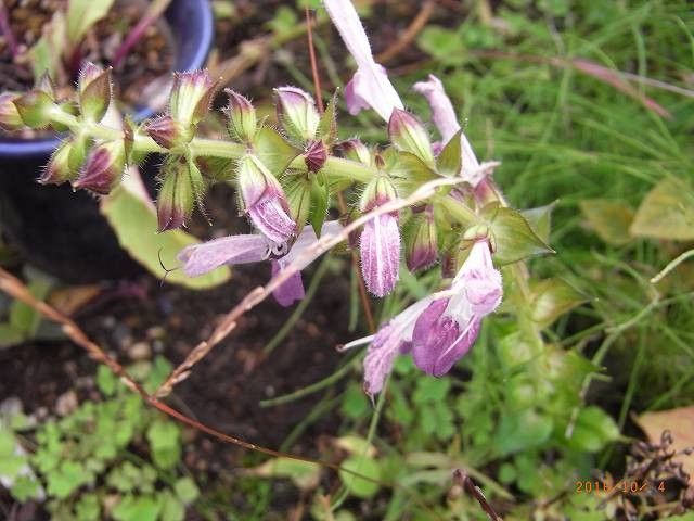 秋の花は綺麗に咲かない