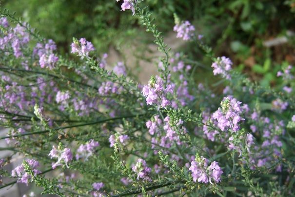 草花も世代交代