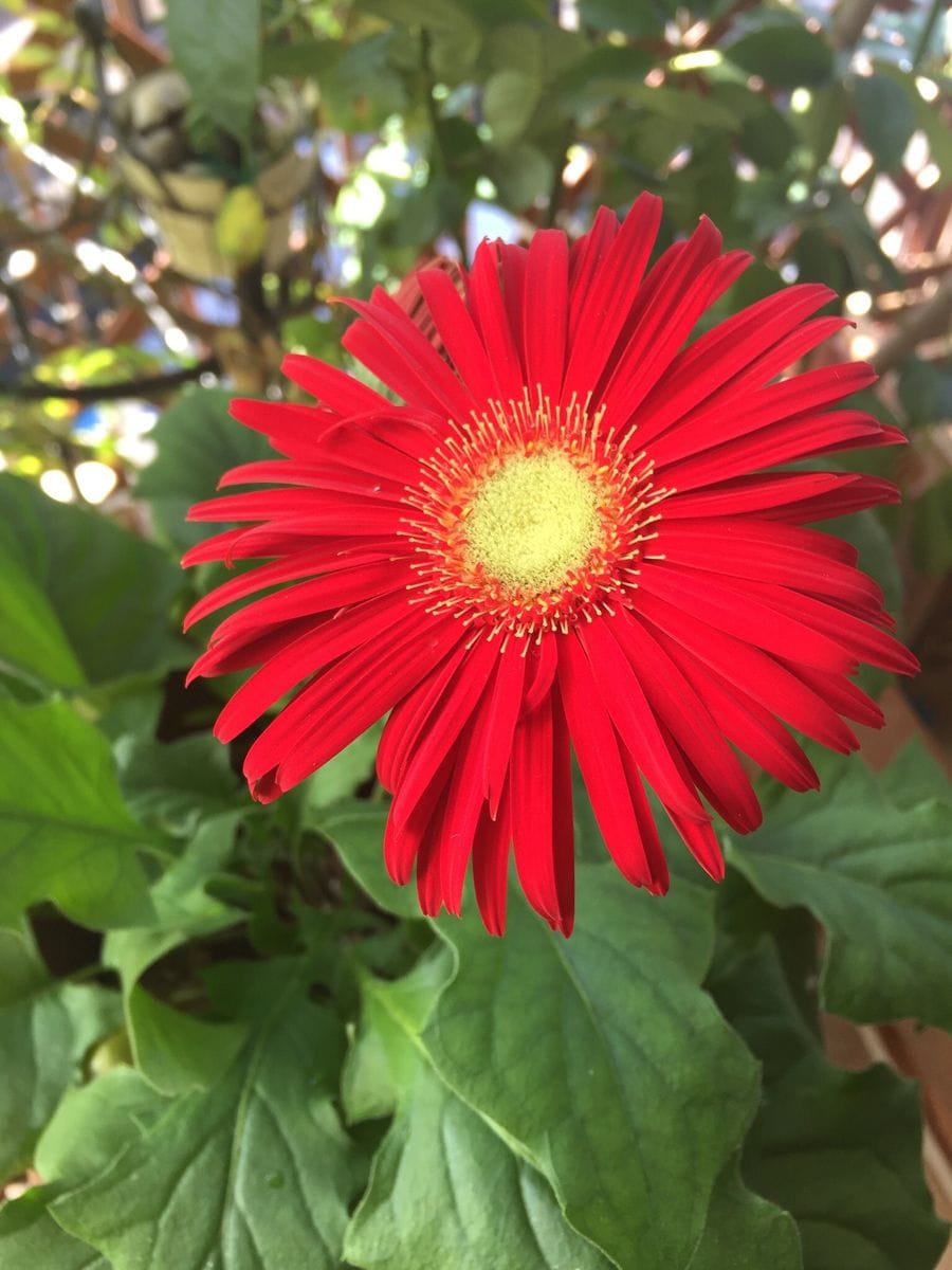 太陽が好きな太陽のような花