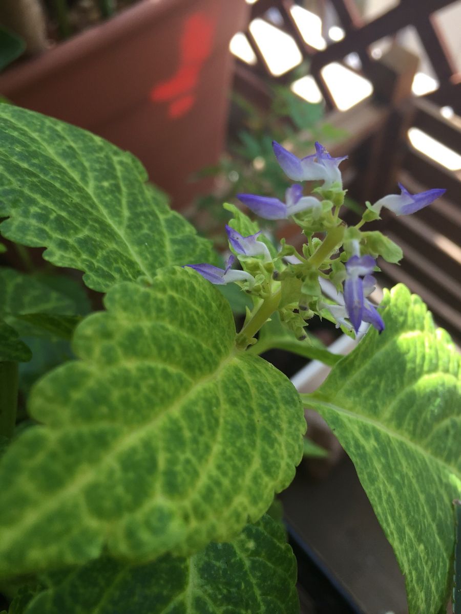 太陽が好きな太陽のような花