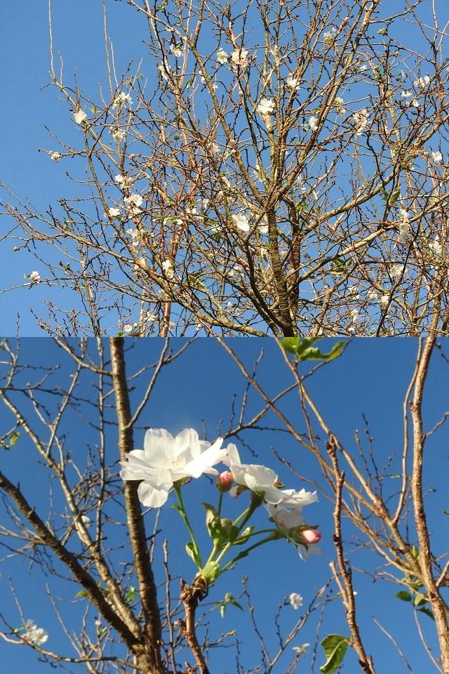 赤トンボと白梅